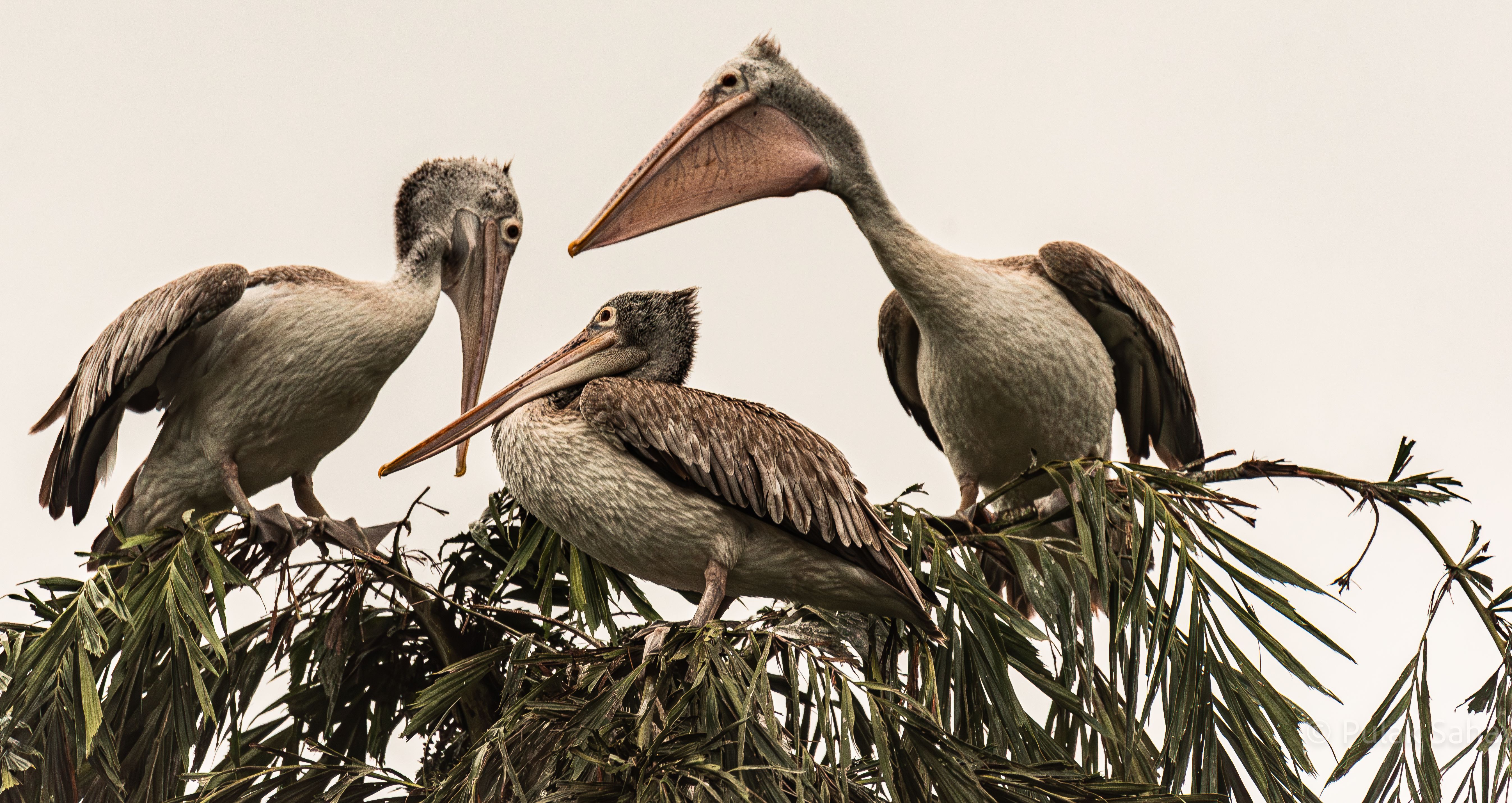 Pelicans perched on tree